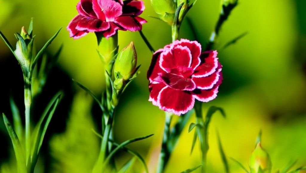 Hoa cẩm chướng mang mang vẻ đẹp mong manh