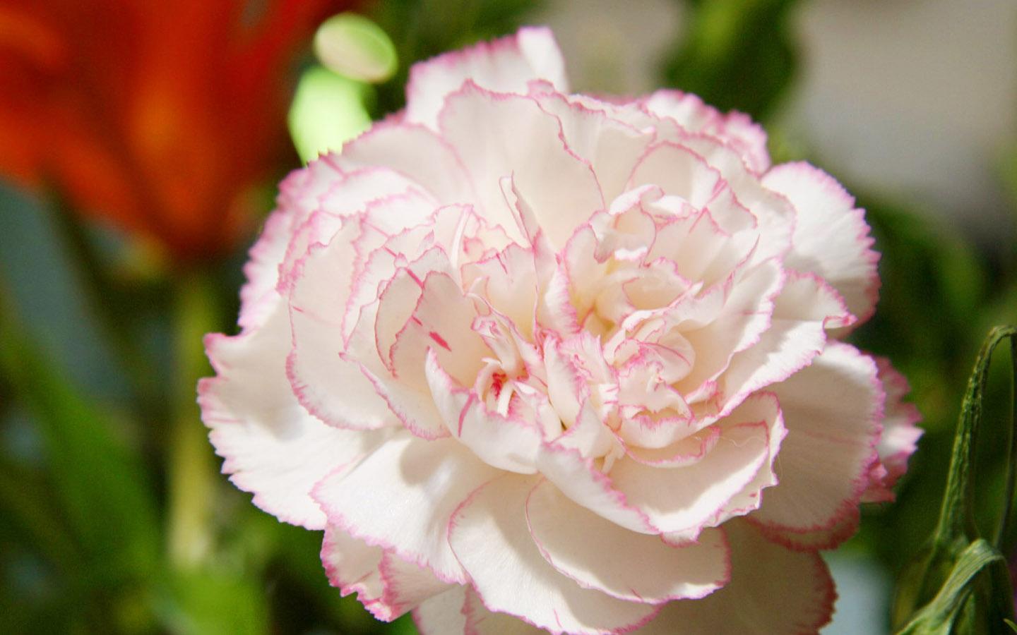 Hoa Cẩm chướng