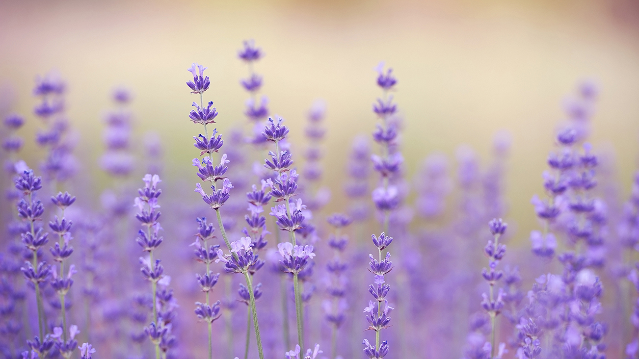 Những bông hoa Lavender đẹp nhất