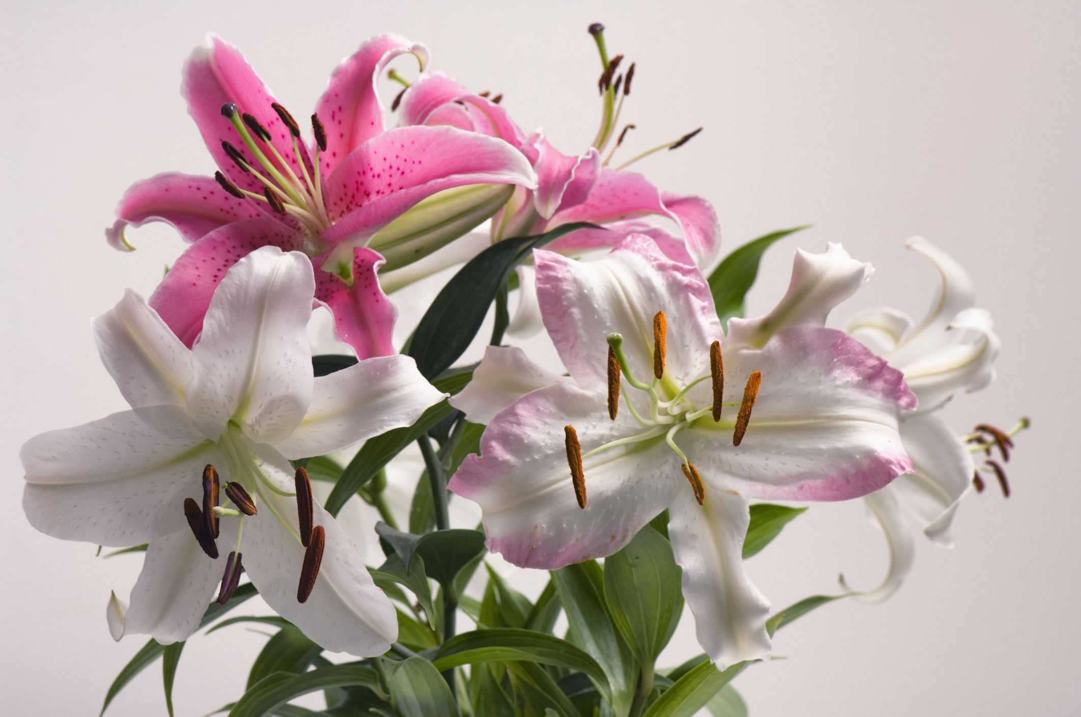 Hoa Bách Hợp đẹp - Những hình ảnh hoa Bách Hợp đẹp nhất