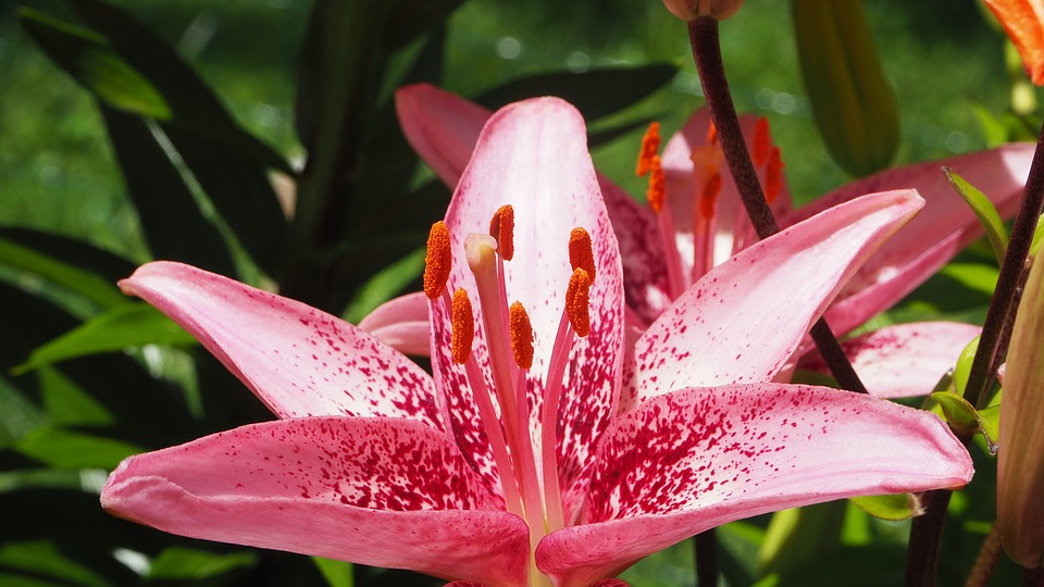 Sử dụng hoa lily để ngăn ngừa và điều trị HIV