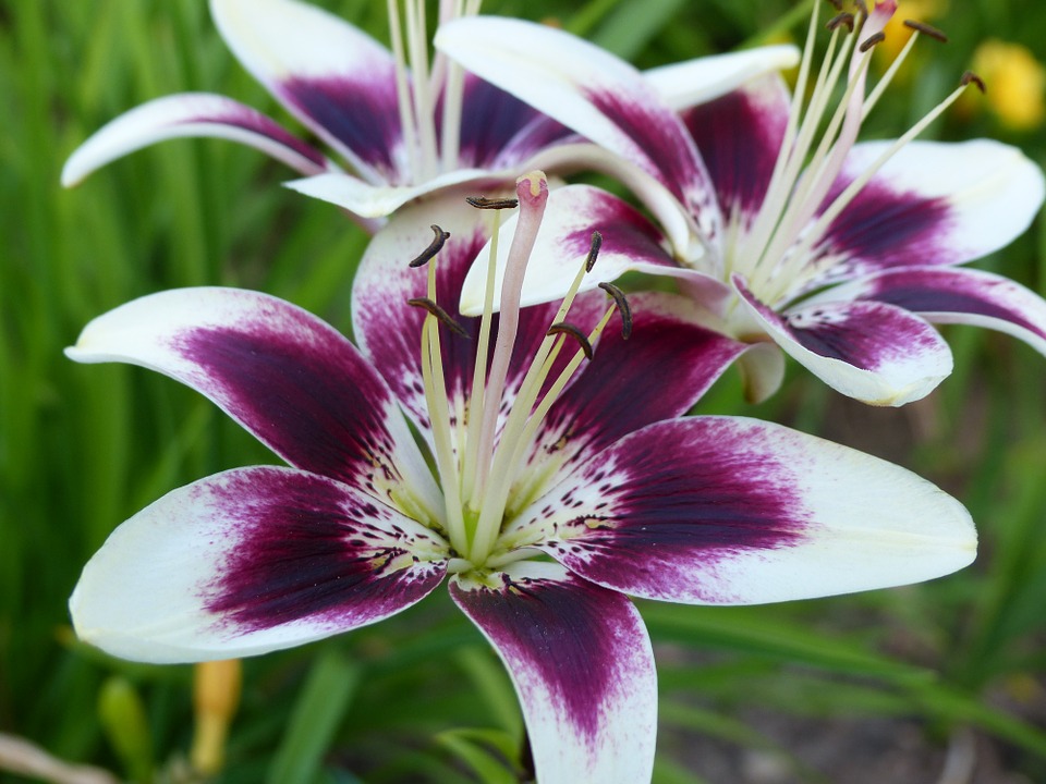 Hoa lily tím