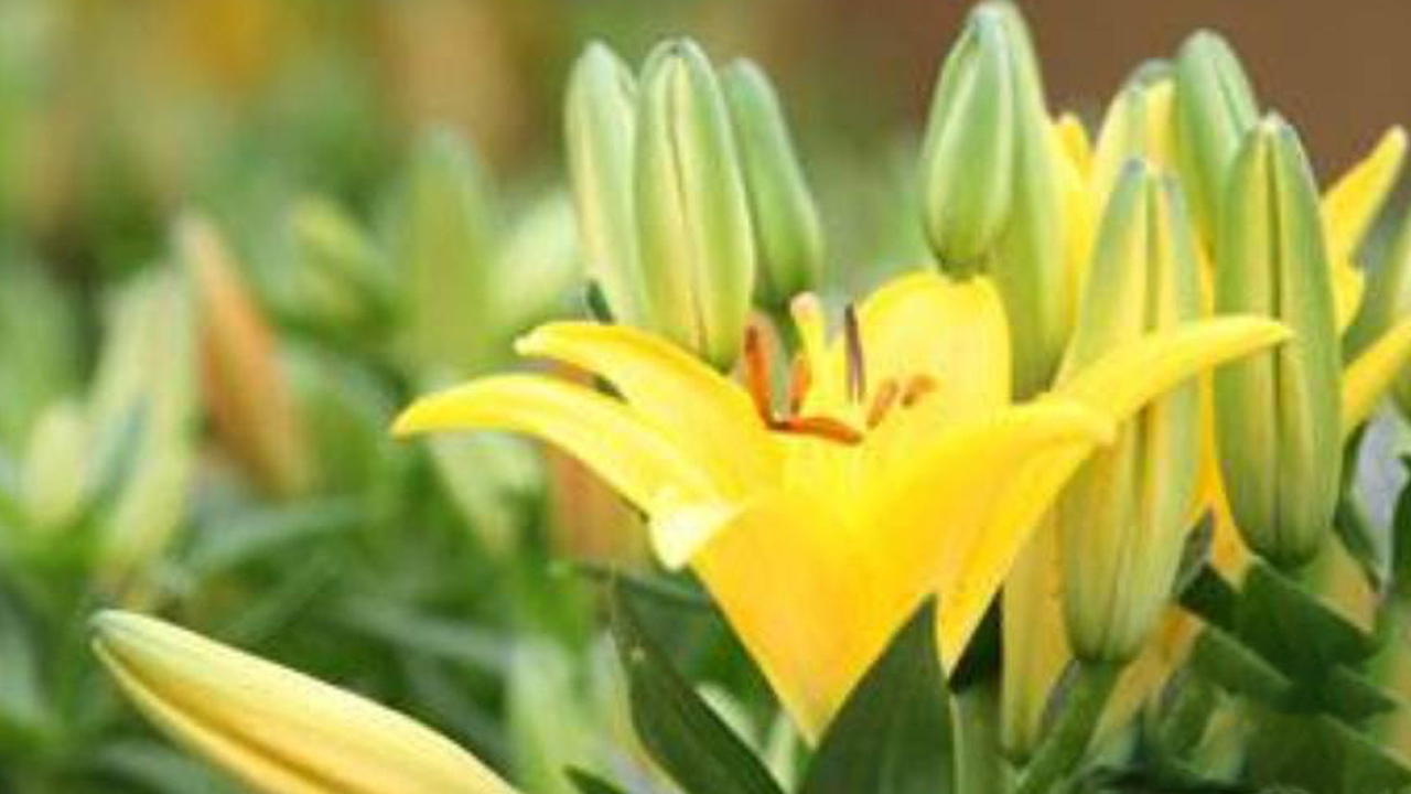 Hoa bách hợp vàng có hương thơm như thế nào