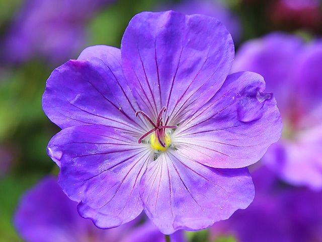 Hình ảnh bông hoa màu tím đẹp