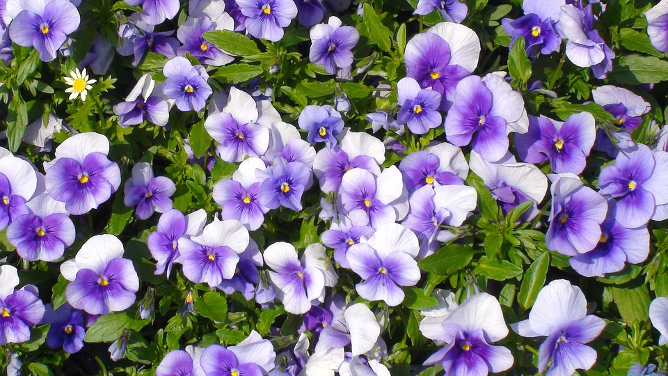 Hình ảnh hoa đẹp màu tím