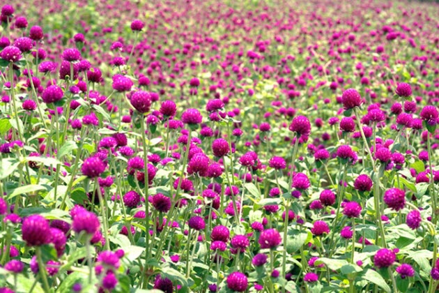 Hình ảnh loài hoa đẹp màu tím