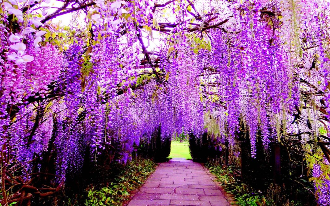 Hoa màu tím ở Nhật Bản