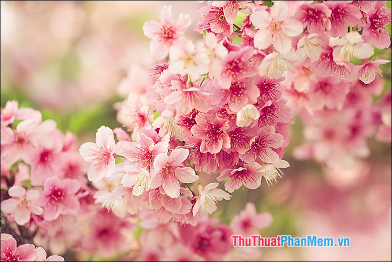Cherry Blossom (Hoa anh đào) - 1