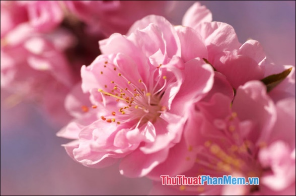Cherry Blossom (Hoa anh đào) - 2