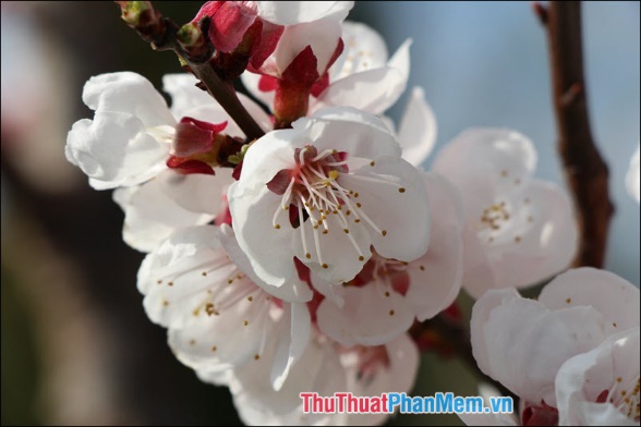 Cherry Blossom (Hoa anh đào) - 3