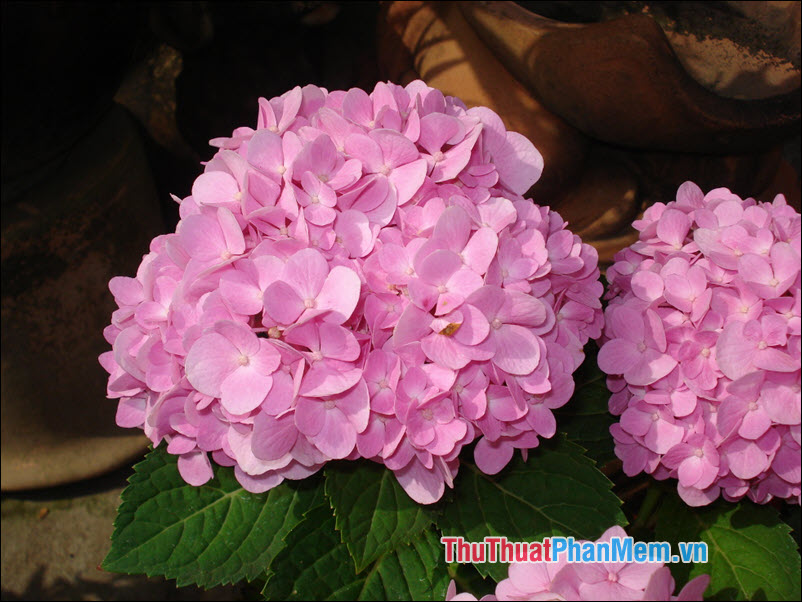 Hydrangea (Hoa cẩm tú cầu) - 1