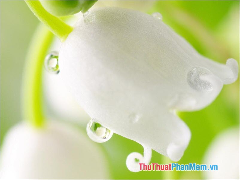Lily of the Valley (Hoa Linh Lan) - 3