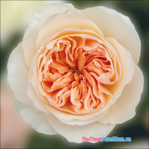 Rose (Hoa hồng) - 2