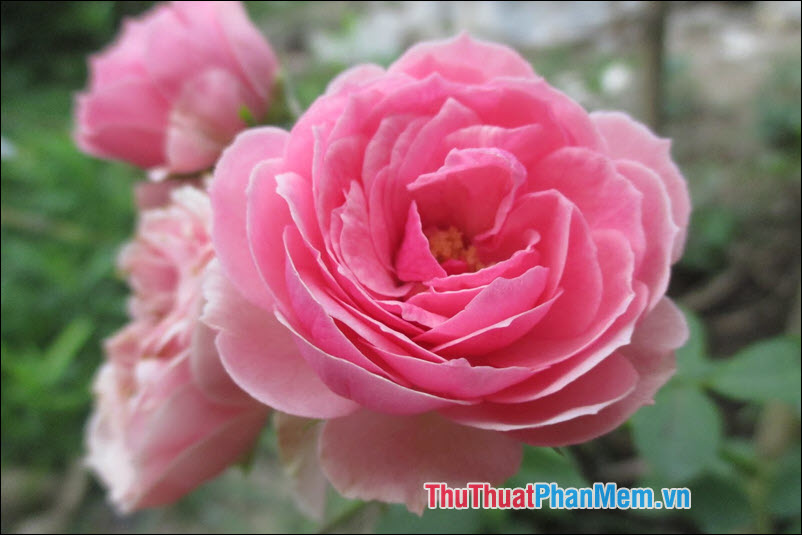 Rose (Hoa hồng) - 3