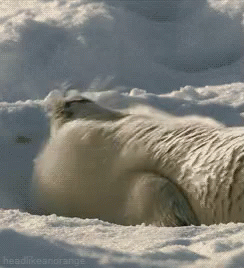 Chú hải cẩu đang gãi lưng trên tuyết