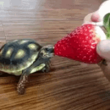 Chú rùa dễ thương đang ăn của dâu tây
