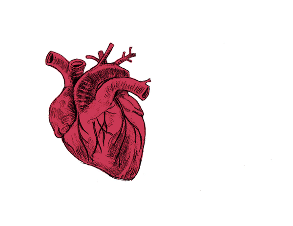 Heart anatomy chân thực