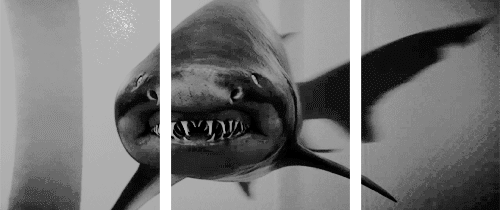 Hình 3D cá mập ăn thịt