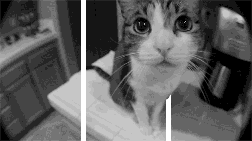 Hình ảnh 3D của một con mèo đang ngửi ống kính