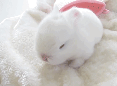 Thỏ lông trắng cute đáng yêu