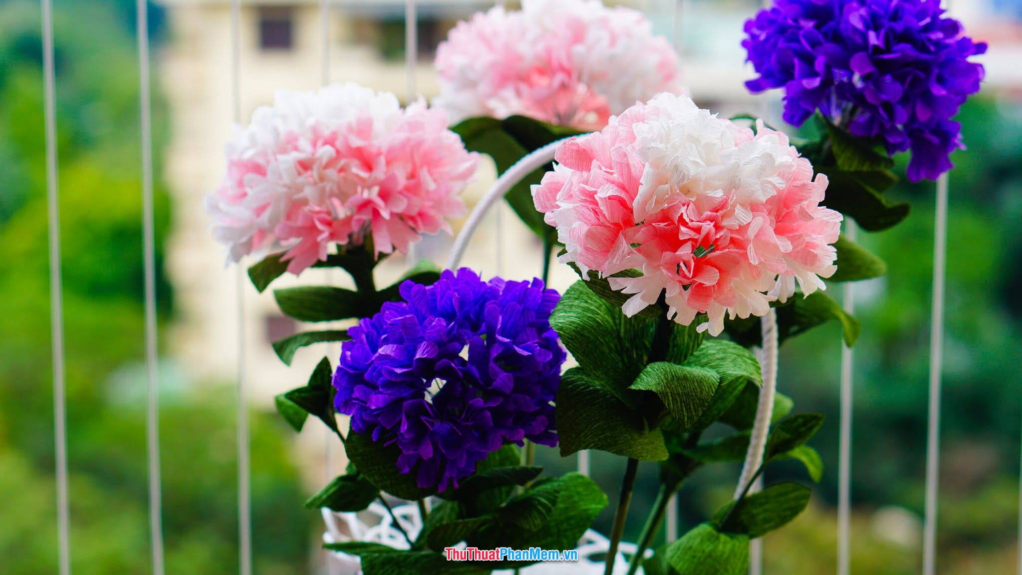 Hoa cẩm chướng hồng và tím tặng cho vợ và người yêu vào ngày quốc tế phụ nữ