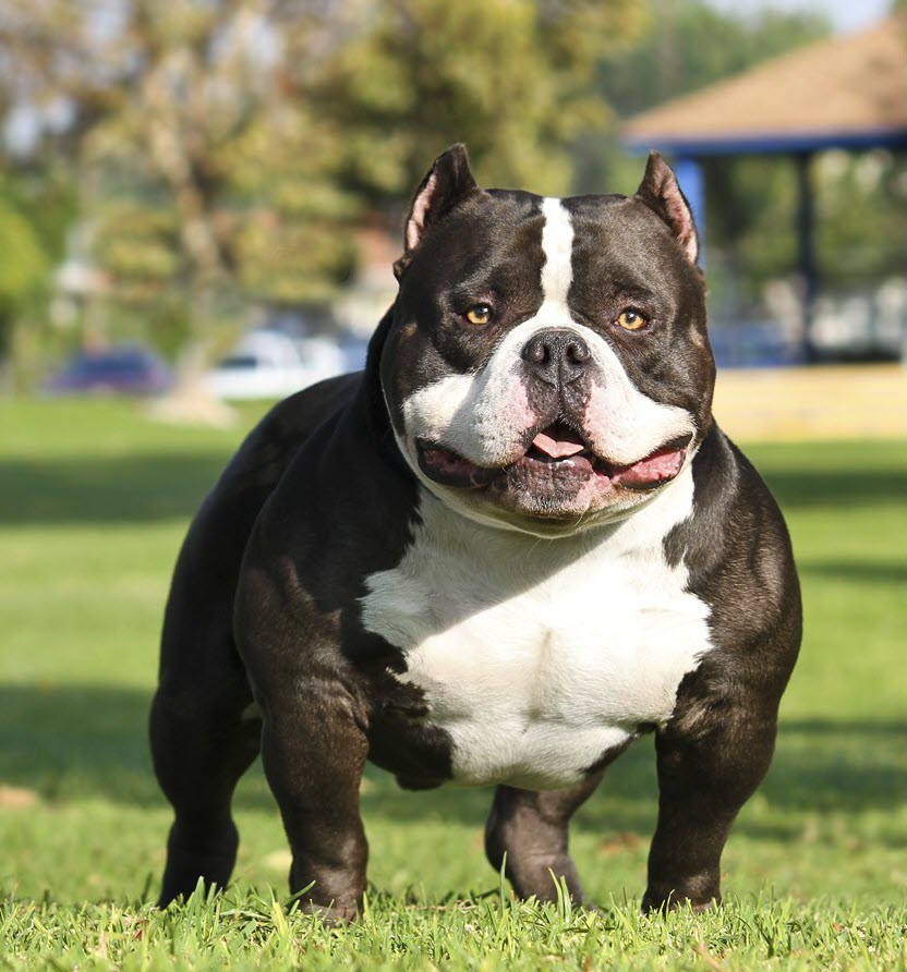 Hình ảnh chó Pitbull cơ bắp
