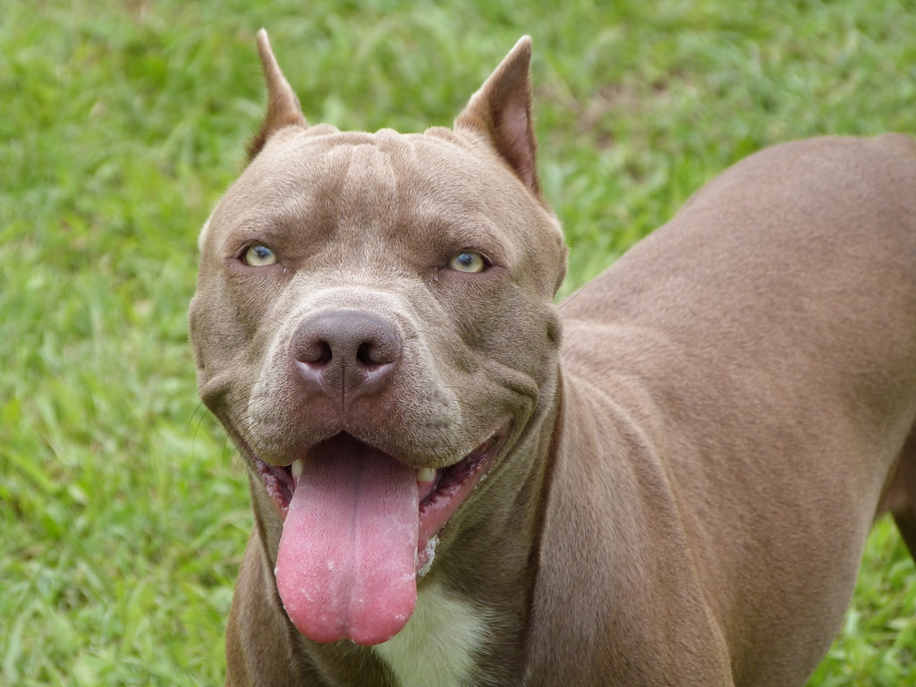 Hình ảnh chó Pitbull - Tổng hợp hình ảnh chó Pitbull đẹp nhất