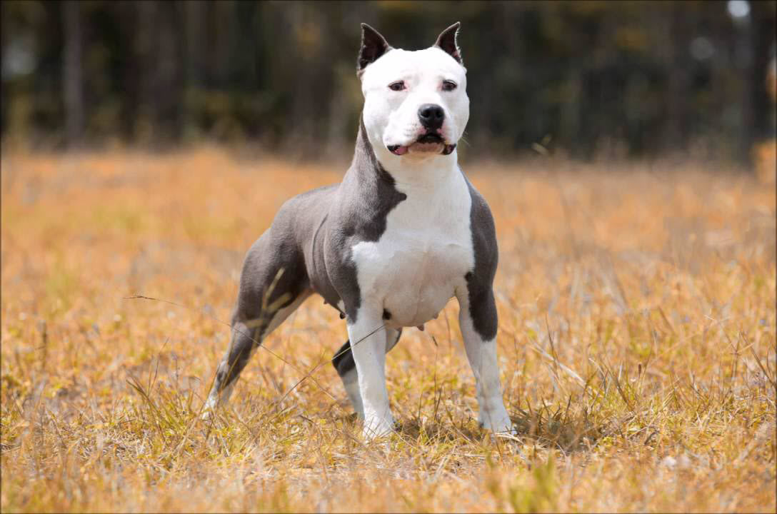 Hình Ảnh Chó Pitbull - Tổng Hợp Hình Ảnh Chó Pitbull Đẹp Nhất