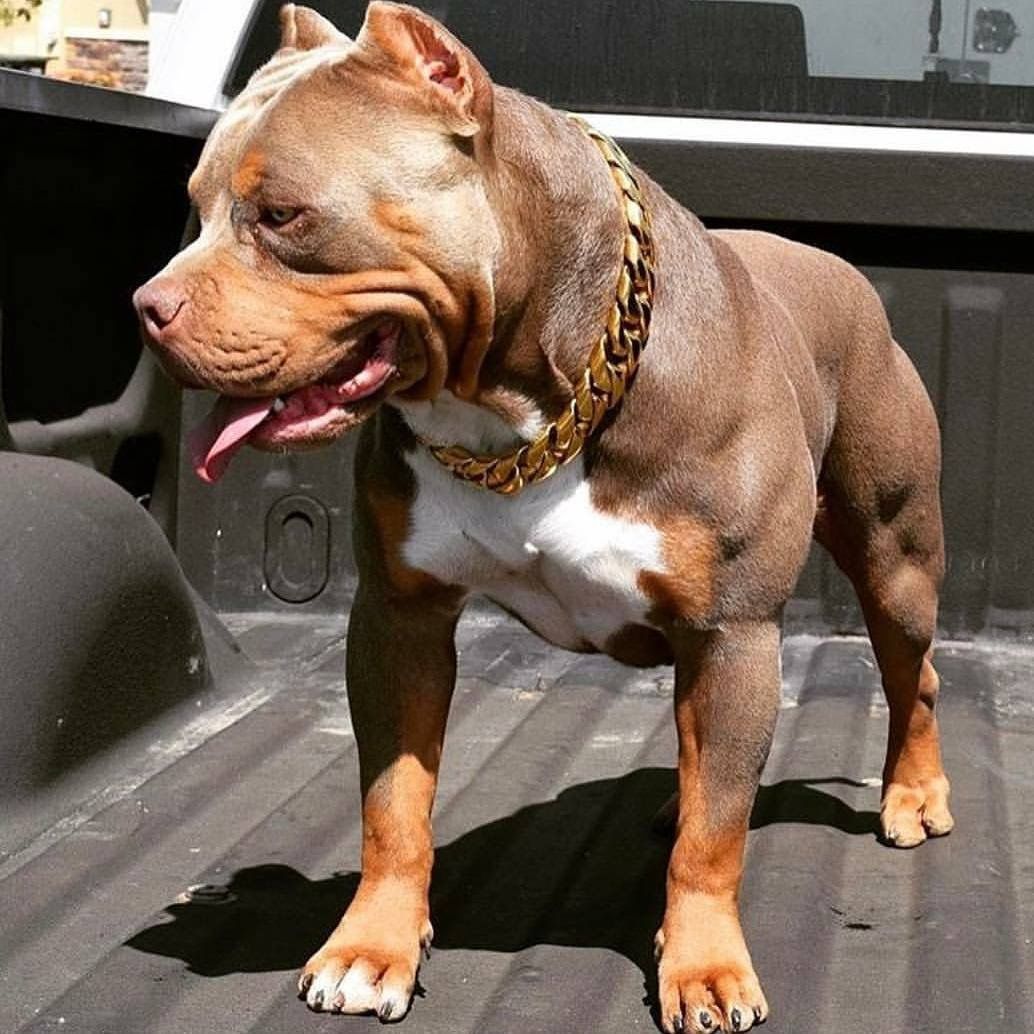 Hình ảnh đẹp về chó Pitbull