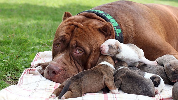Những hình ảnh cực đẹp về chó Pitbull