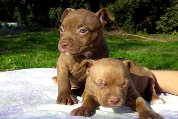 Hình ảnh những chú chó Pitbull dễ thương