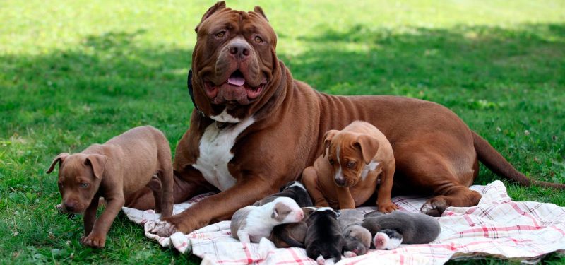 Hình ảnh chó Pitbull và các em nhỏ