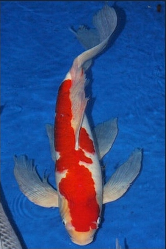 Hình ảnh con cá Koi đẹp