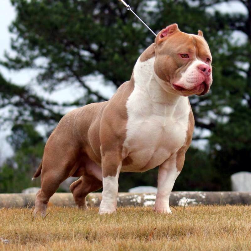 Hình ảnh con chó Pitbull cơ bắp
