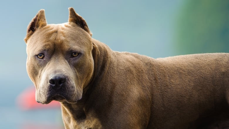 Những hình ảnh tuyệt vời về chó Pitbull