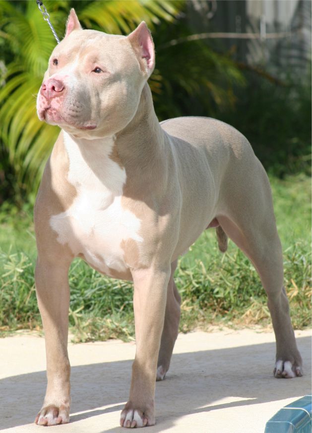 Hình ảnh đẹp về chó Pitbull