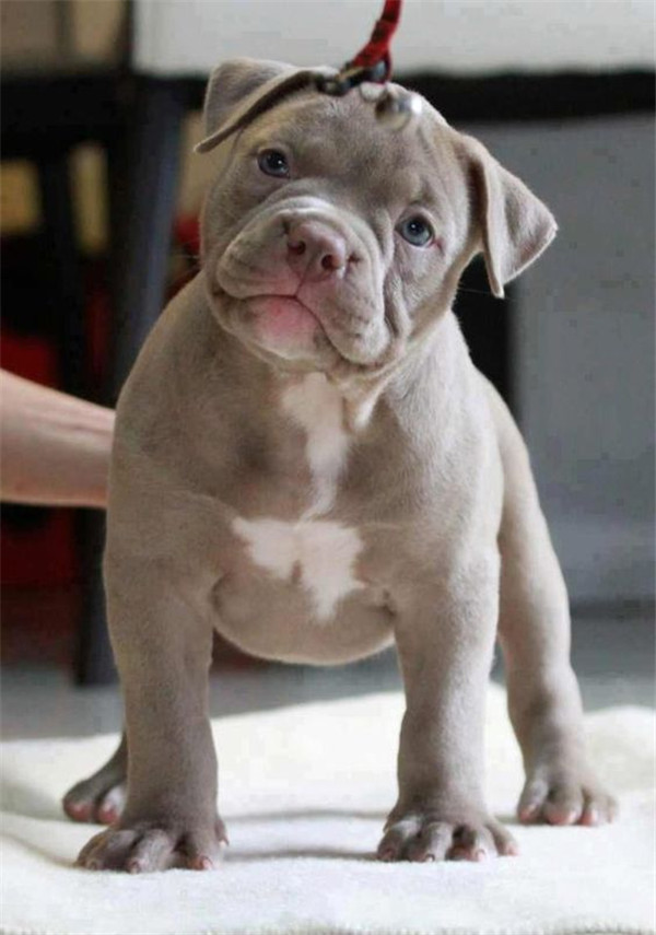 Hình ảnh đặc sắc về chó Pitbull