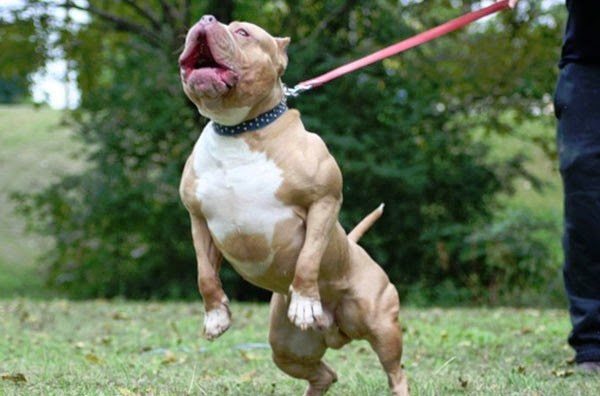 Sưu tầm những hình ảnh chó Pitbull đẹp nhất
