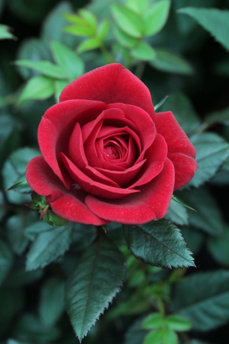 50 Hình ảnh hoa hồng đẹp nhất và ý nghĩa theo màu sắc