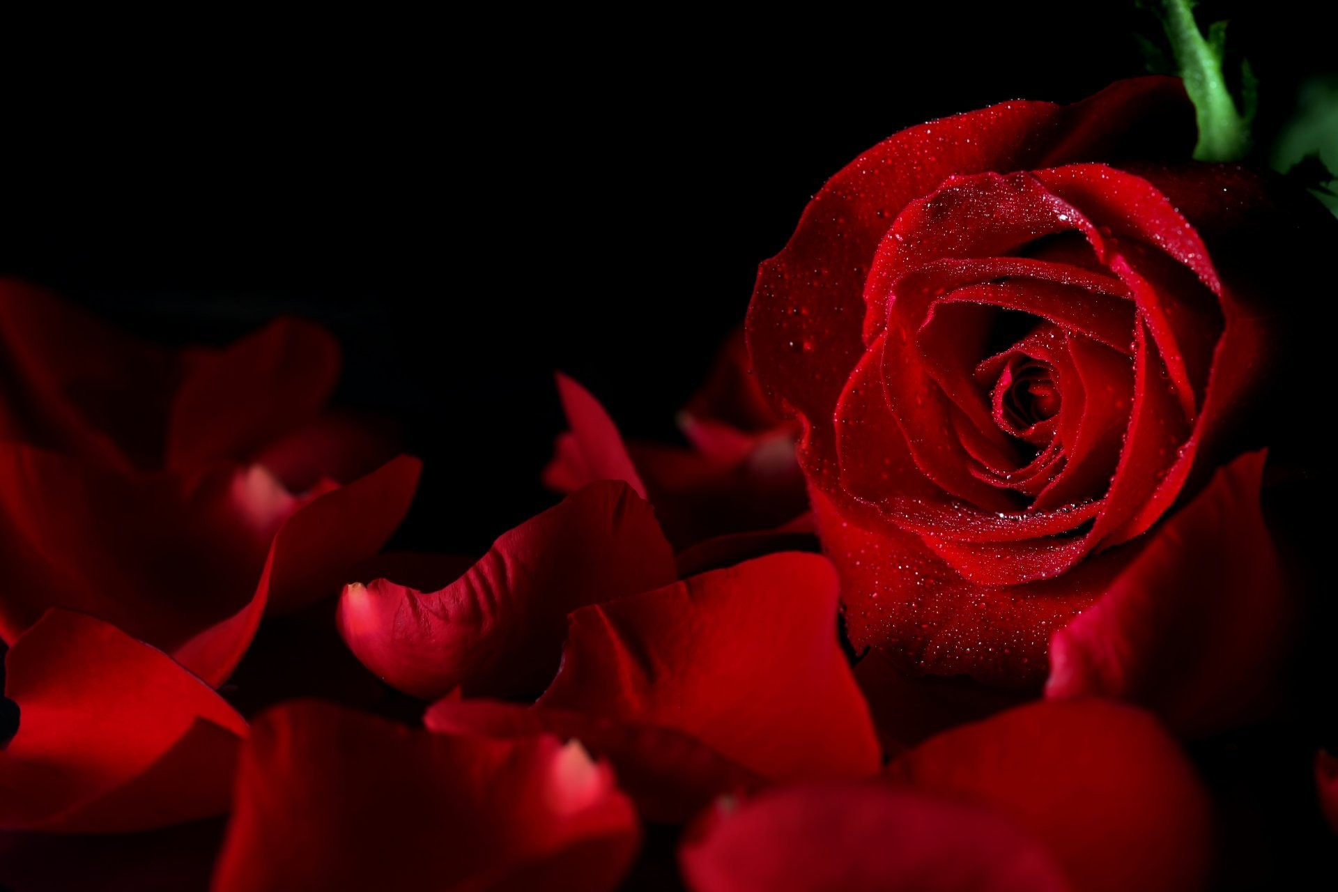 Ảnh đẹp về hoa hồng đỏ