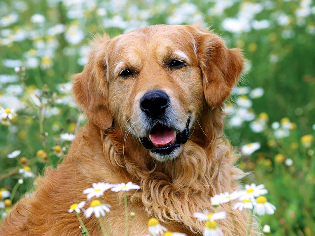 Chó Golden là một giống chó đáng yêu và thông minh. Họ thân thiện với mọi người, đặc biệt là trẻ em. Nếu bạn muốn nhìn thấy một con chó đáng yêu và thân thiện, hãy xem hình ảnh về chó Golden.