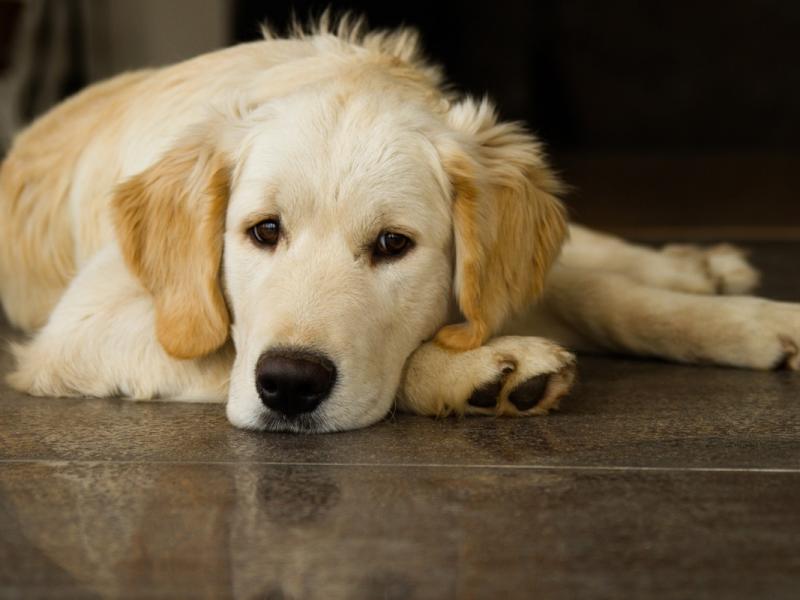Những chú chó Golden thân thiện và đáng yêu là một trong những giống chó phổ biến nhất trên thế giới. Hãy xem ảnh của những chú chó Golden đáng yêu này để tìm hiểu thêm về loài chó phổ biến này.