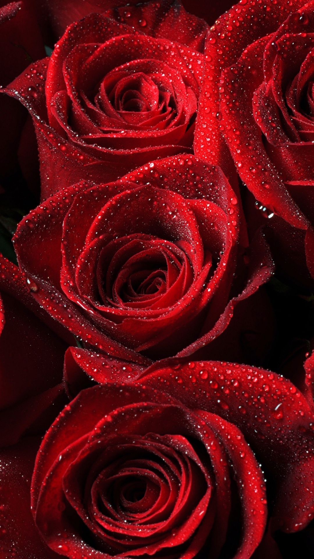 Hình ảnh hoa Hồng đỏ  Tổng hợp hình ảnh hoa Hồng đỏ đẹp nhất