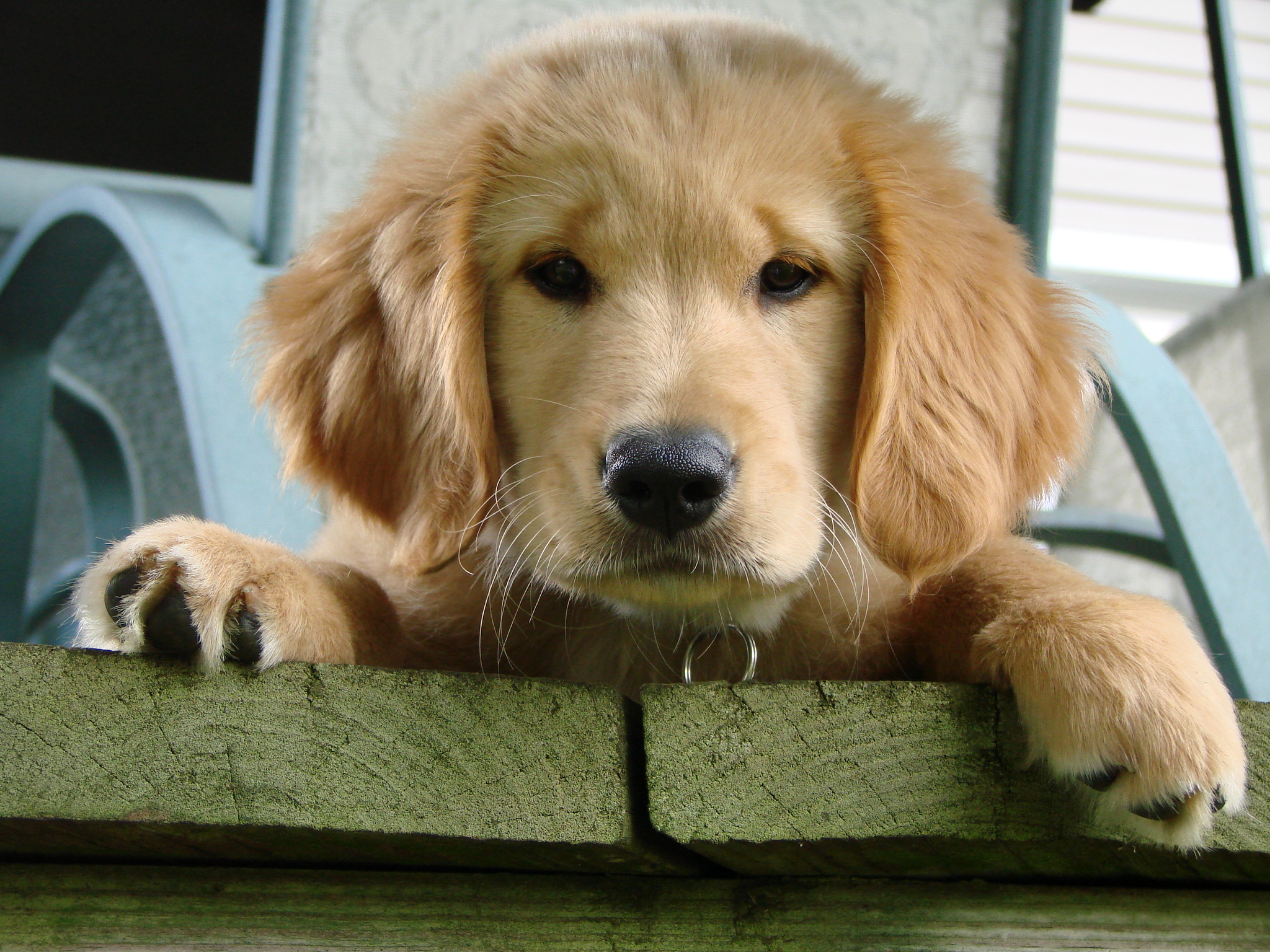 Hình ảnh chó Golden - Tổng hợp hình ảnh chó Golden đẹp nhất