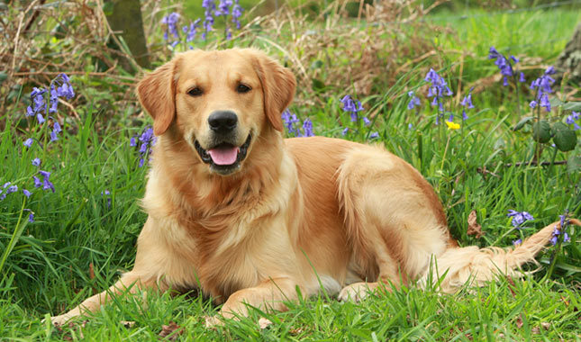 Chó Golden Retriever đẹp nhất