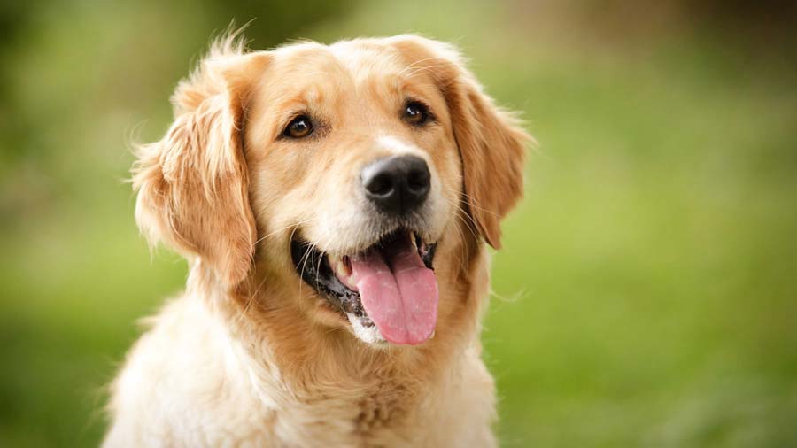 Chó Golden Retriever đẹp
