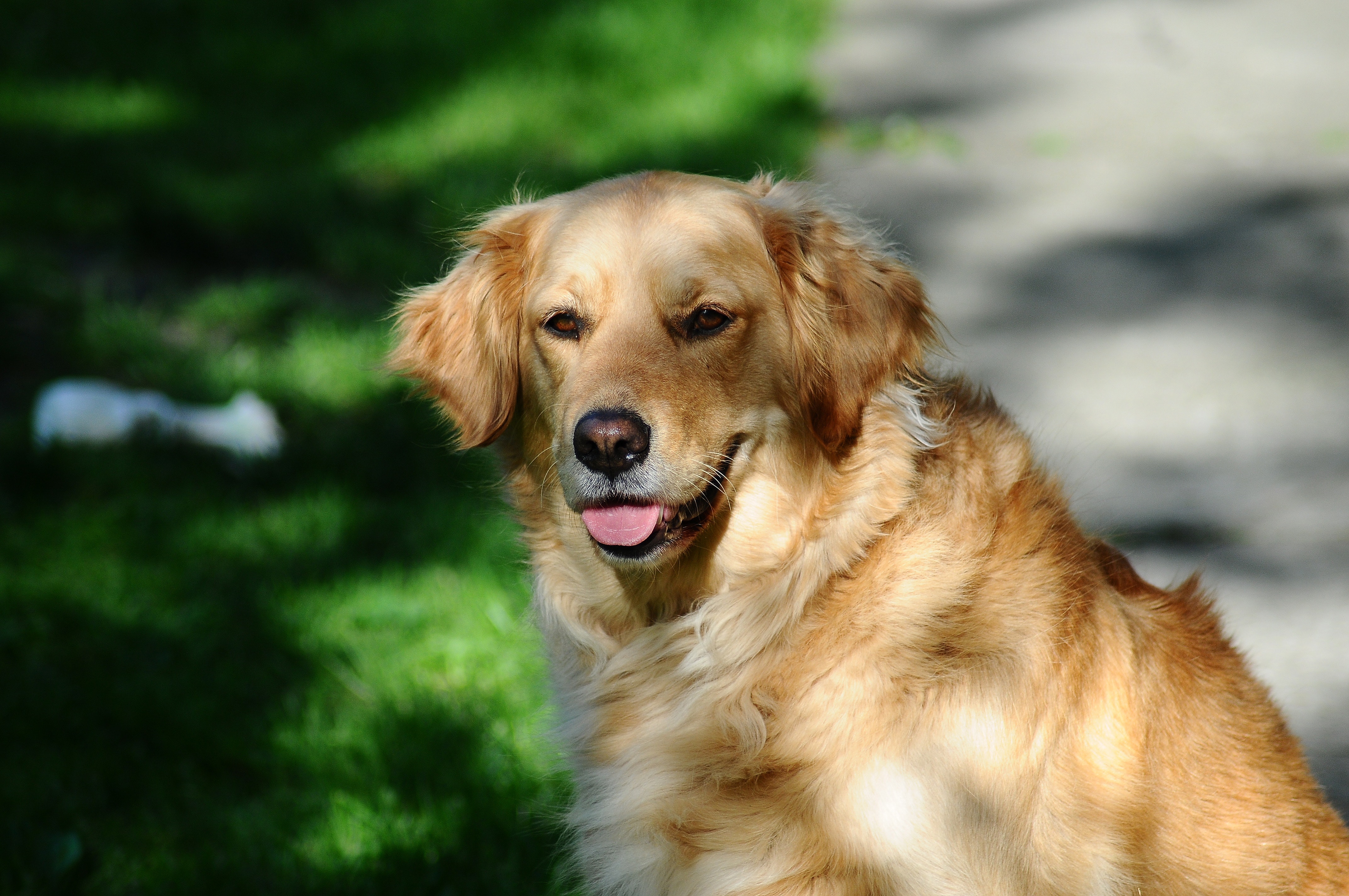 Chó Golden Retriever