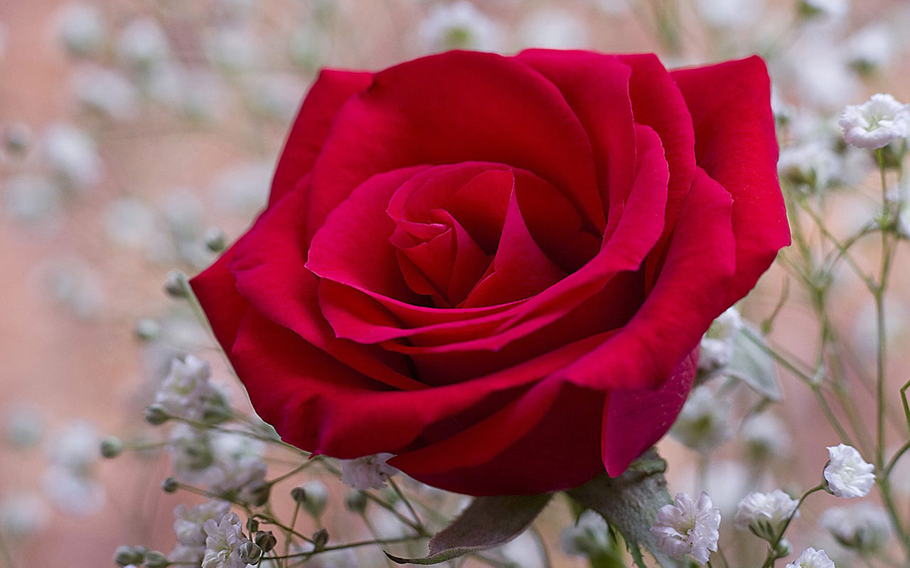 Hình ảnh bông hoa hồng cực đẹp