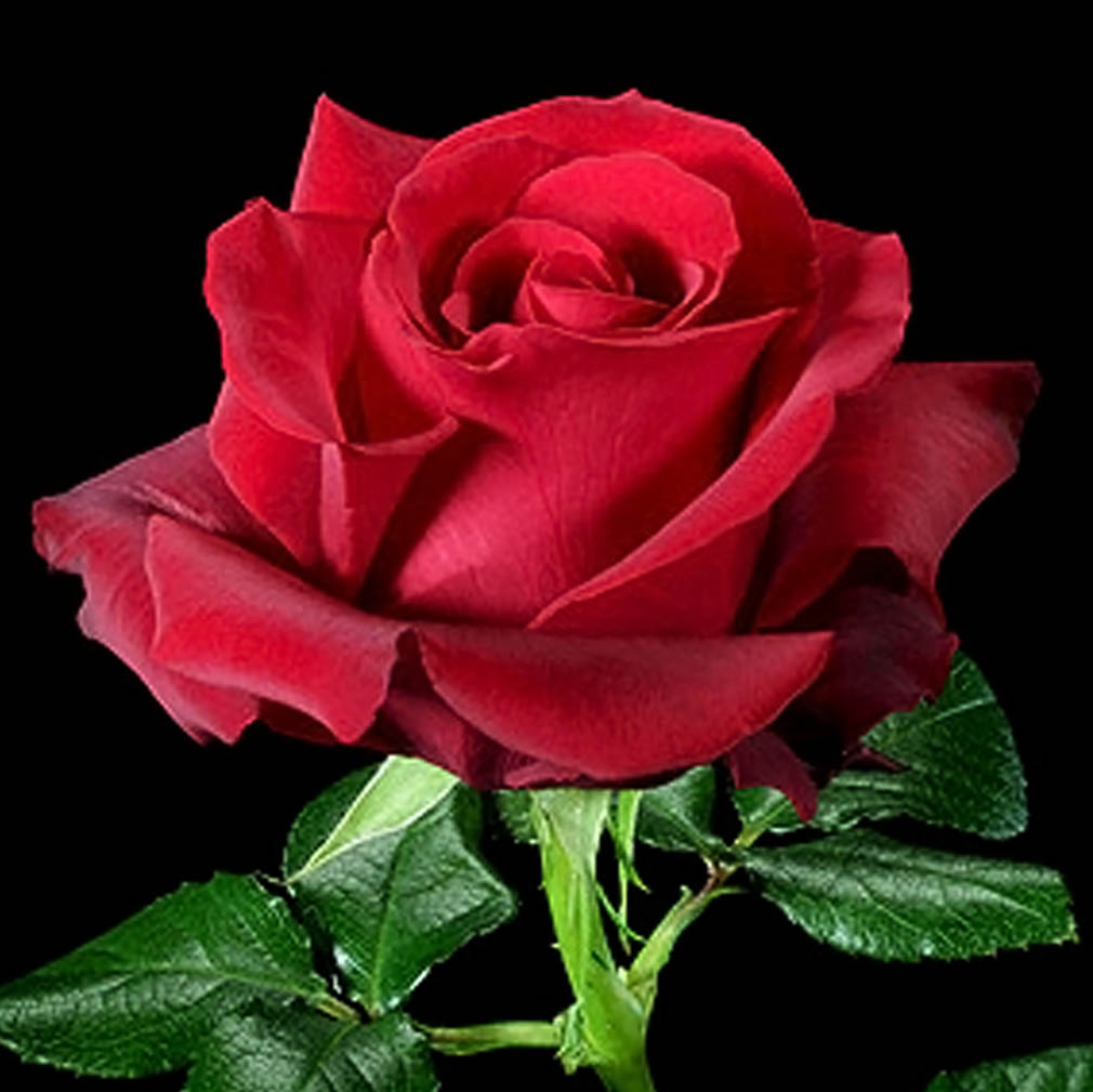 Hình ảnh bông hoa hồng đỏ dễ thương