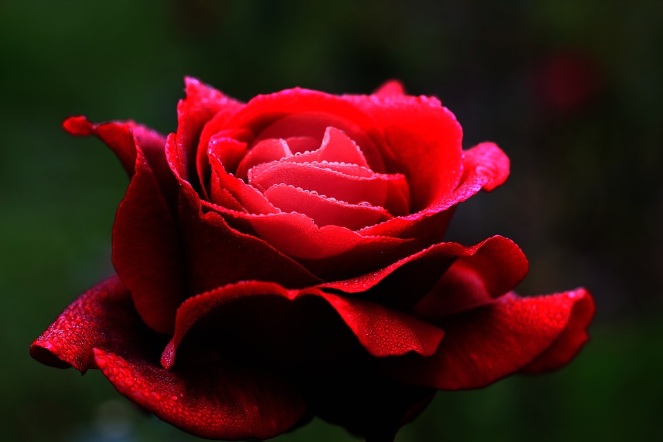 Hình ảnh bông hoa hồng đỏ nở đẹp